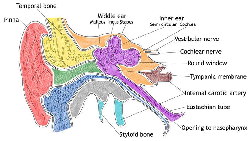 Human Ear Structure